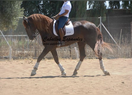 PRE, Stallion, 7 years, 17.1 hh, Chestnut