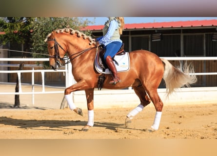 PRE, Stallion, 8 years, 15.2 hh, Palomino