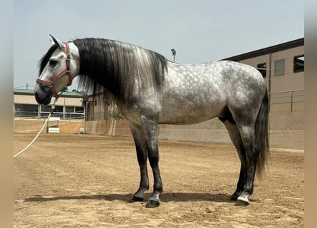 PRE Mix, Stallion, 8 years, 15.3 hh, Grey-Dapple