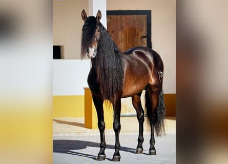 PRE, Stallion, 8 years, 16.1 hh, Bay-Dark