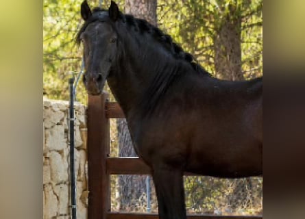 PRE, Stallion, 8 years, 16.1 hh, Black