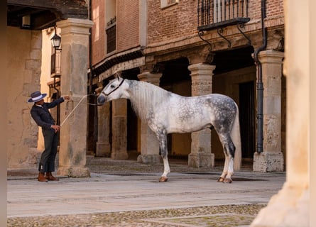 PRE Mix, Stallion, 8 years, 16,1 hh, Gray