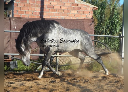 PRE Mix, Stallion, 8 years, 16.1 hh, Grey-Dapple