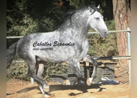 PRE Mix, Stallion, 8 years, 16.1 hh, Grey-Dapple