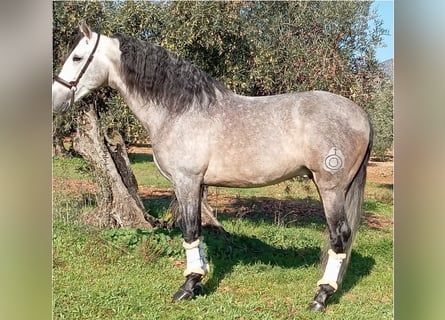 PRE, Stallion, 8 years, 16.1 hh, Grey