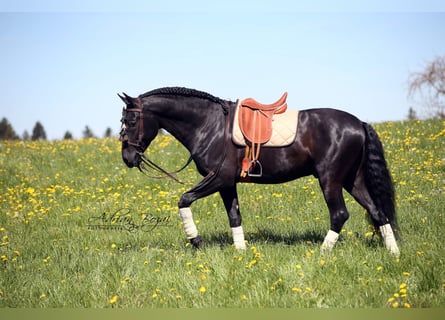 PRE, Stallion, 8 years, 16.2 hh, Black
