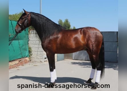 PRE Mix, Stallion, 8 years, 16,2 hh, Brown