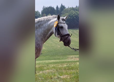 PRE, Stallion, 8 years, 16.2 hh, Gray-Dapple