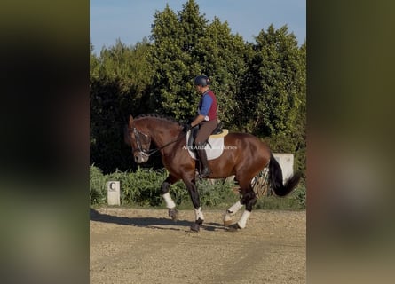 PRE Mix, Stallion, 8 years, 16.3 hh, Bay-Dark