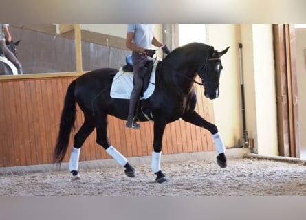 PRE, Stallion, 8 years, 16.3 hh, Black
