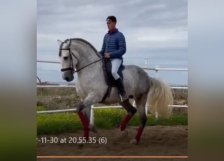PRE, Stallion, 8 years, 16.3 hh, Grey-Fleabitten