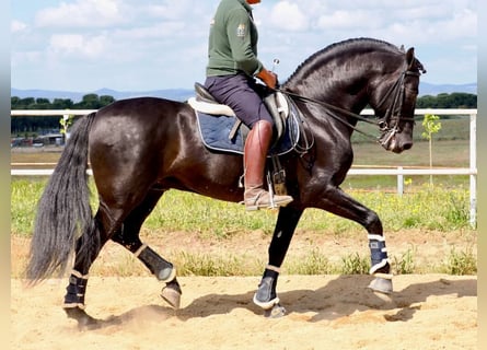 PRE Mix, Stallion, 8 years, 16 hh, Black