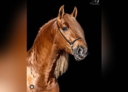 PRE Mix, Stallion, 8 years, 16 hh, Chestnut-Red