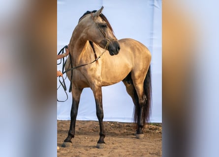 PRE Mix, Stallion, 8 years, 16 hh, Dun