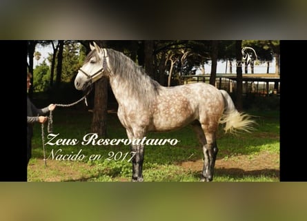 PRE Mix, Stallion, 8 years, 16 hh, Gray-Dapple