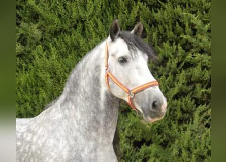 PRE Mix, Stallion, 8 years, 16 hh, Gray
