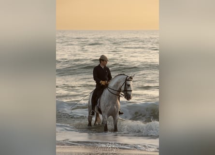 PRE Mix, Stallion, 8 years, 16 hh, Grey