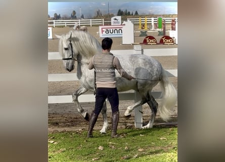 PRE Mix, Stallion, 8 years, 16 hh, Grey