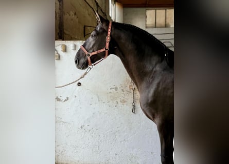 PRE Mix, Stallion, 8 years, 16,1 hh, Black