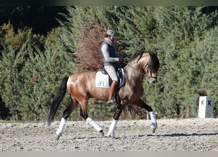 PRE, Stallion, 8 years, 16,1 hh, Dun