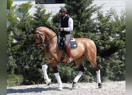PRE, Stallion, 8 years, 16,1 hh, Dun