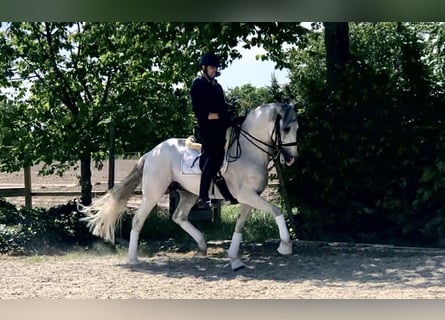 PRE Mix, Stallion, 8 years, 16,1 hh, Gray