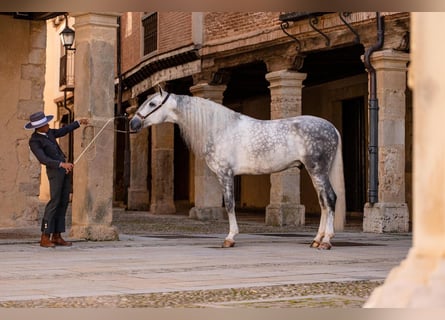 PRE, Stallion, 8 years, 16,1 hh, Grey