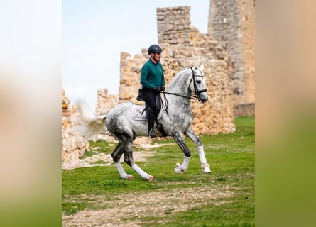 PRE, Stallion, 8 years, 16,1 hh, Grey