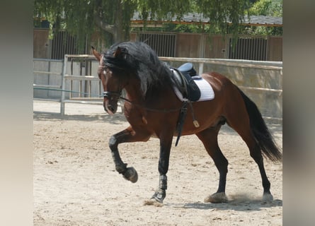 PRE Mix, Stallion, 8 years, 16,3 hh, Brown