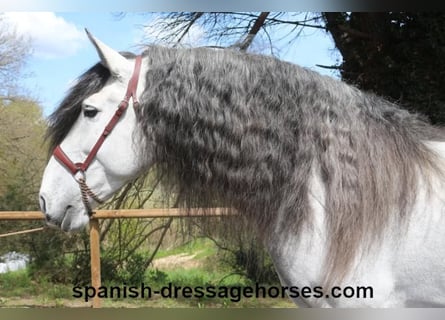 PRE, Stallion, 8 years, 16,3 hh, Gray