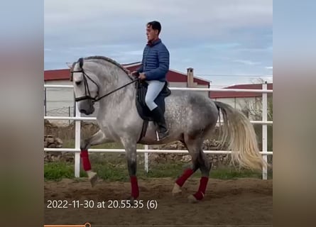 PRE, Stallion, 8 years, 16,3 hh, Gray-Fleabitten