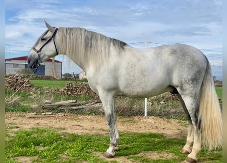 PRE, Stallion, 8 years, 16,3 hh, Gray-Fleabitten