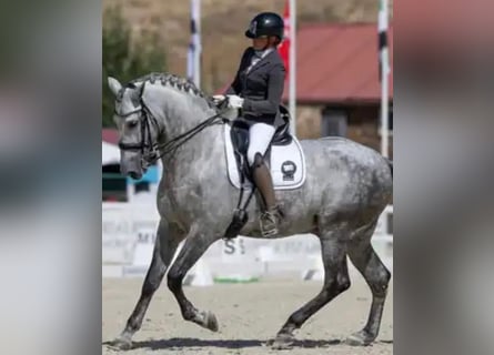 PRE Mix, Stallion, 8 years, 16,3 hh, Grey
