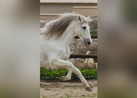 PRE Mix, Stallion, 8 years, 17 hh