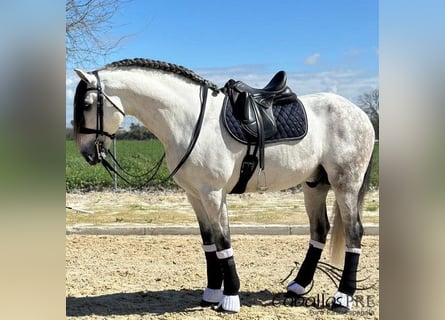 PRE Mix, Stallion, 8 years, 17 hh, Grey