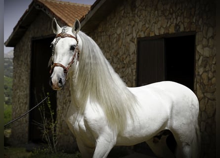 PRE, Stallion, 9 years, 15.2 hh, White