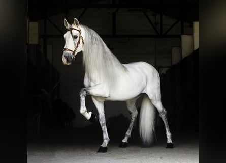 PRE, Stallion, 9 years, 15.2 hh, White