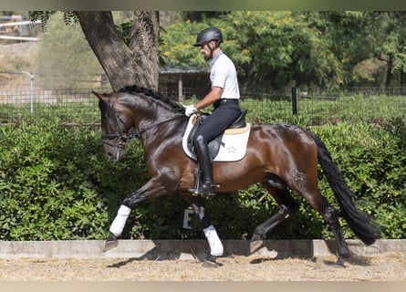PRE Mix, Stallion, 9 years, 15.3 hh, Bay-Dark