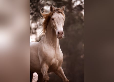 PRE Mix, Stallion, 9 years, 15.3 hh, Perlino
