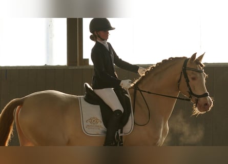 PRE, Stallion, 9 years, 15,3 hh, Perlino