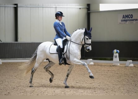 PRE, Stallion, 9 years, 15,2 hh