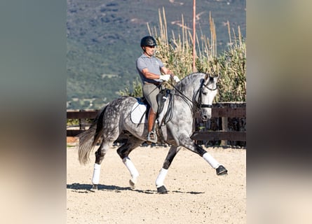 PRE, Stallion, 9 years, 16.1 hh, Gray-Dapple