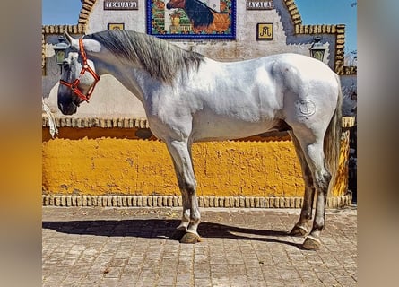 PRE, Stallion, 9 years, 16.1 hh, Grey-Dapple