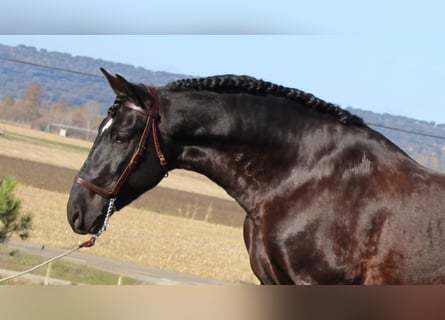 PRE, Stallion, 9 years, 16.2 hh, Black