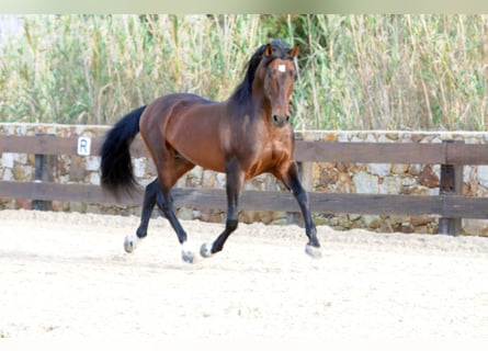 PRE, Stallion, 9 years, 16.2 hh, Brown