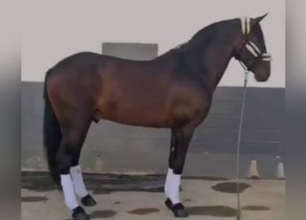 PRE Mix, Stallion, 9 years, 16 hh, Bay