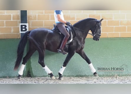 PRE Mix, Stallion, 9 years, 16 hh, Black