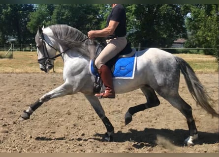 PRE Mix, Stallion, 9 years, 16 hh, Gray-Dapple