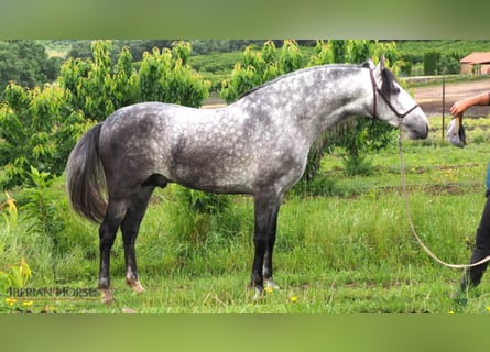 PRE, Stallion, 9 years, 16 hh, Gray