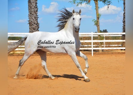 PRE, Stallion, 9 years, 16 hh, Grey